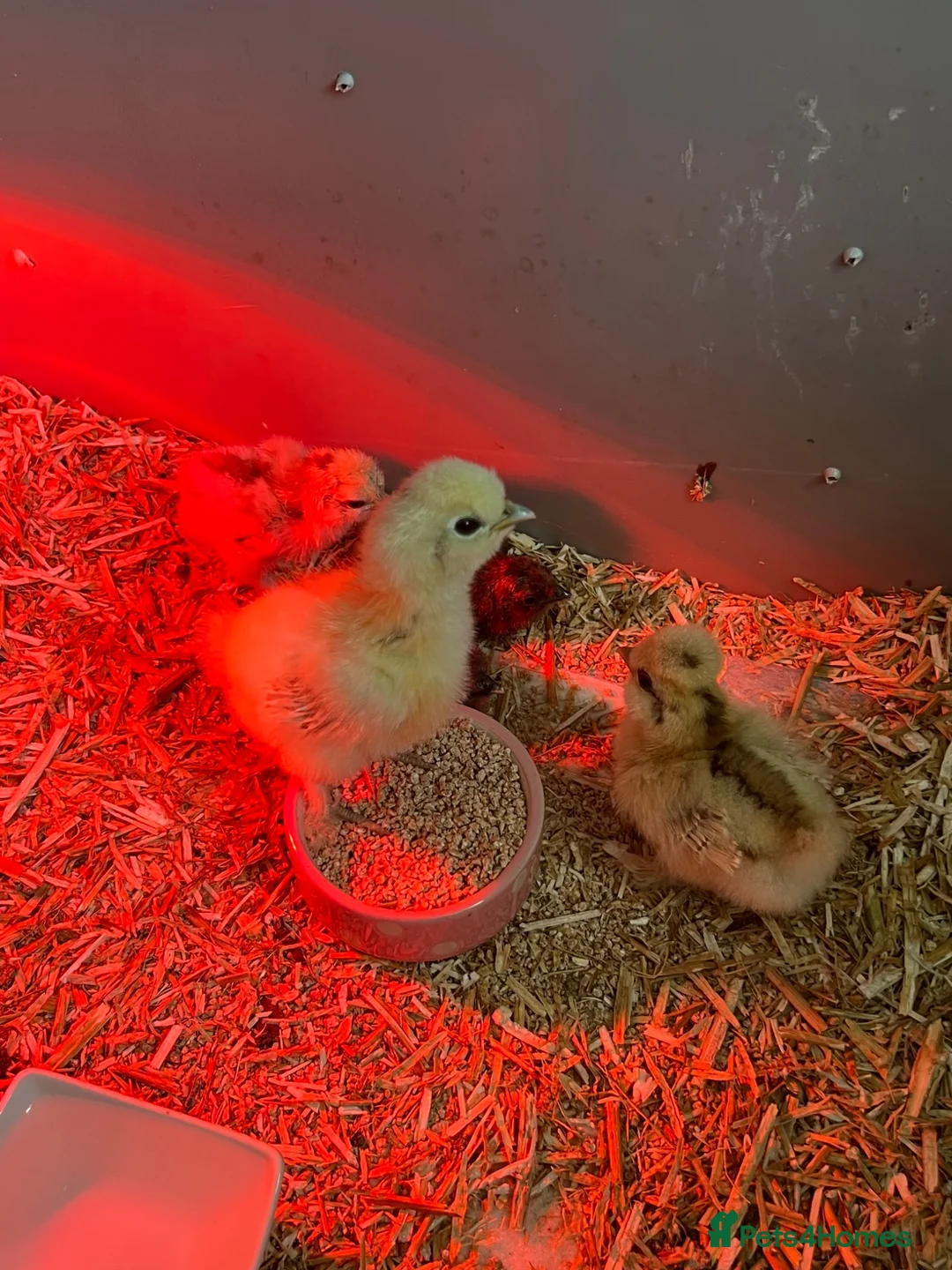 Chickens poultry for sale: Silkie Chicks  in Bedlington - Advert 7