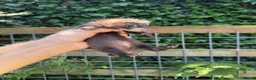 Ferret rodents for sale: Full angora ferret hob 8 weeks  in Pickering - Advert 4