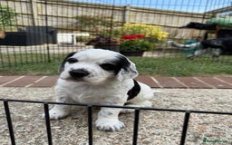 Cocker Spaniel dogs for sale: 2 pups left! Gorgeous Working Cocker Spaniels - Image 8