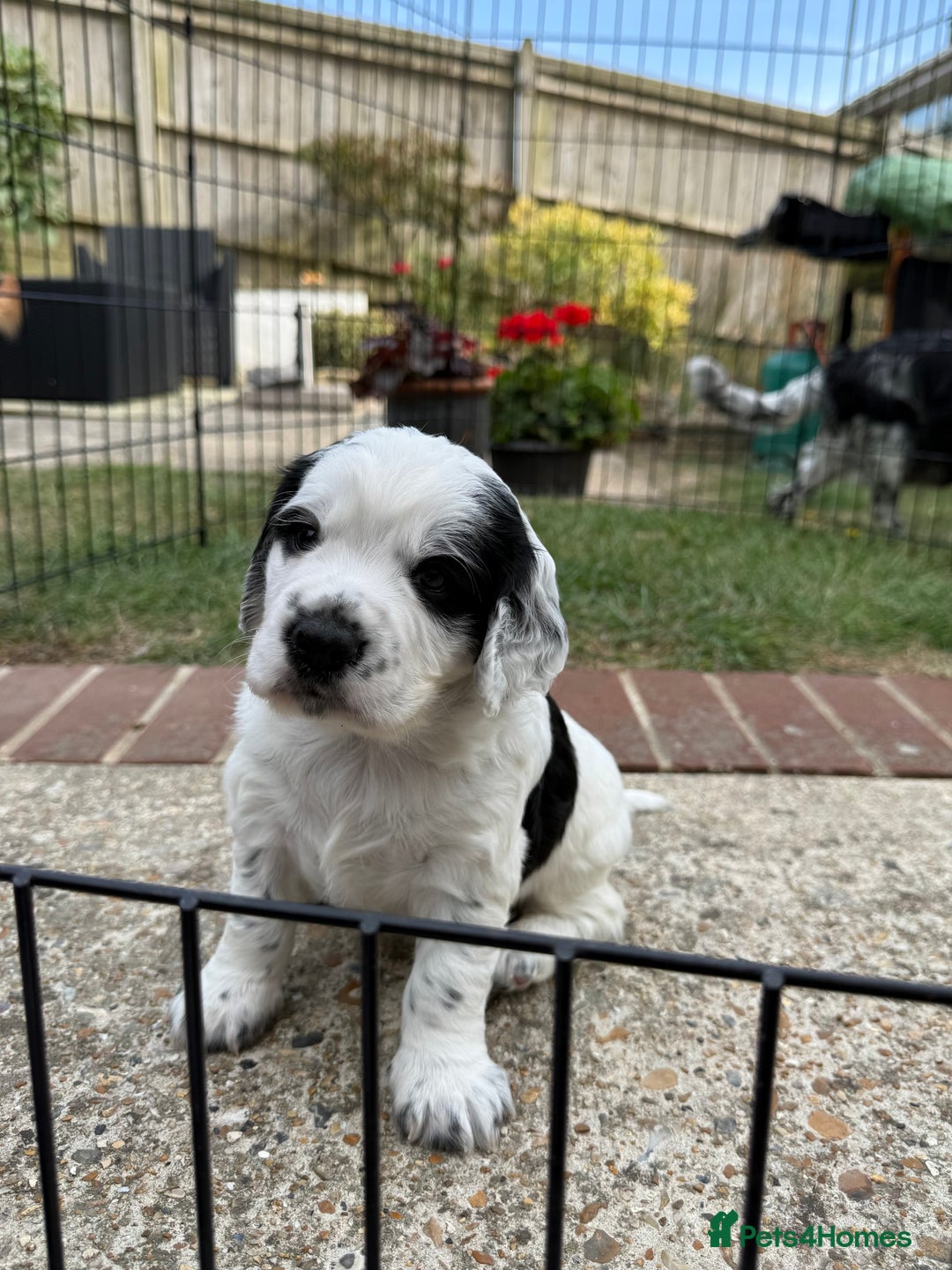 Cocker Spaniel dogs for sale: 2 pups left! Gorgeous Working Cocker Spaniels - Image 8