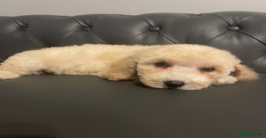 Cockapoo dogs - Advert 12