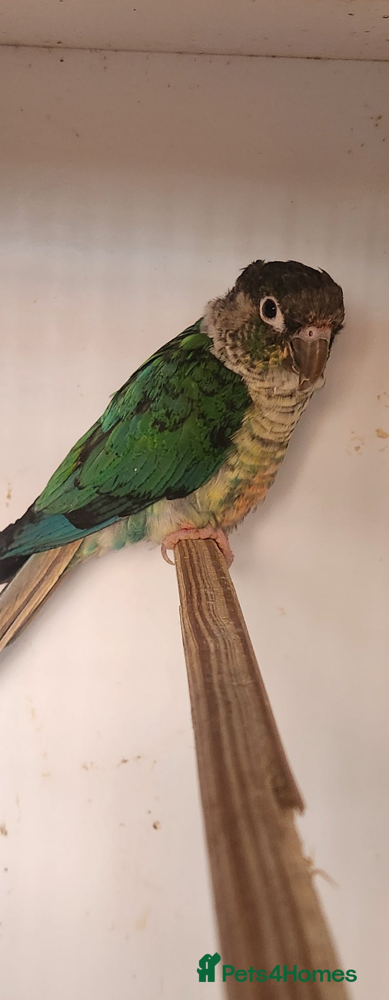 Mixed Breed birds Mixed Breed - Advert 18