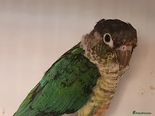 Mixed Breed birds Mixed Breed - Advert 18