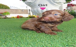 Cockapoo dogs for sale: Beautiful cockerpoo puppies  - Image 24