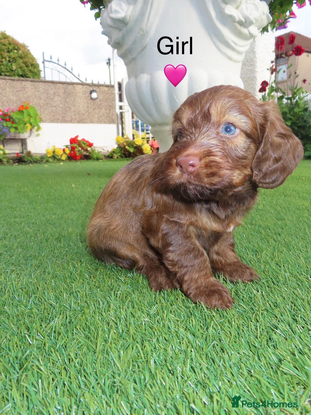 Cockapoo dogs for sale: Beautiful cockerpoo puppies  - Image 24
