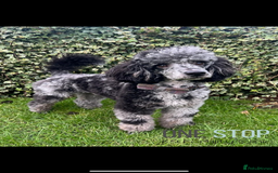 Cockapoo dogs for sale: F1b Cockapoos - Image 11