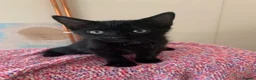 Mixed Breed cats for sale: 2 gorgeous kittens for rehoming in Doncaster - Advert 2