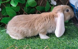 French Lop rabbits for sale: PURE Giant French Lops - Vaccinated - RESERVE - Image 16