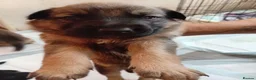 Mixed Breed dogs for sale: Malinios x collie - Advert 1