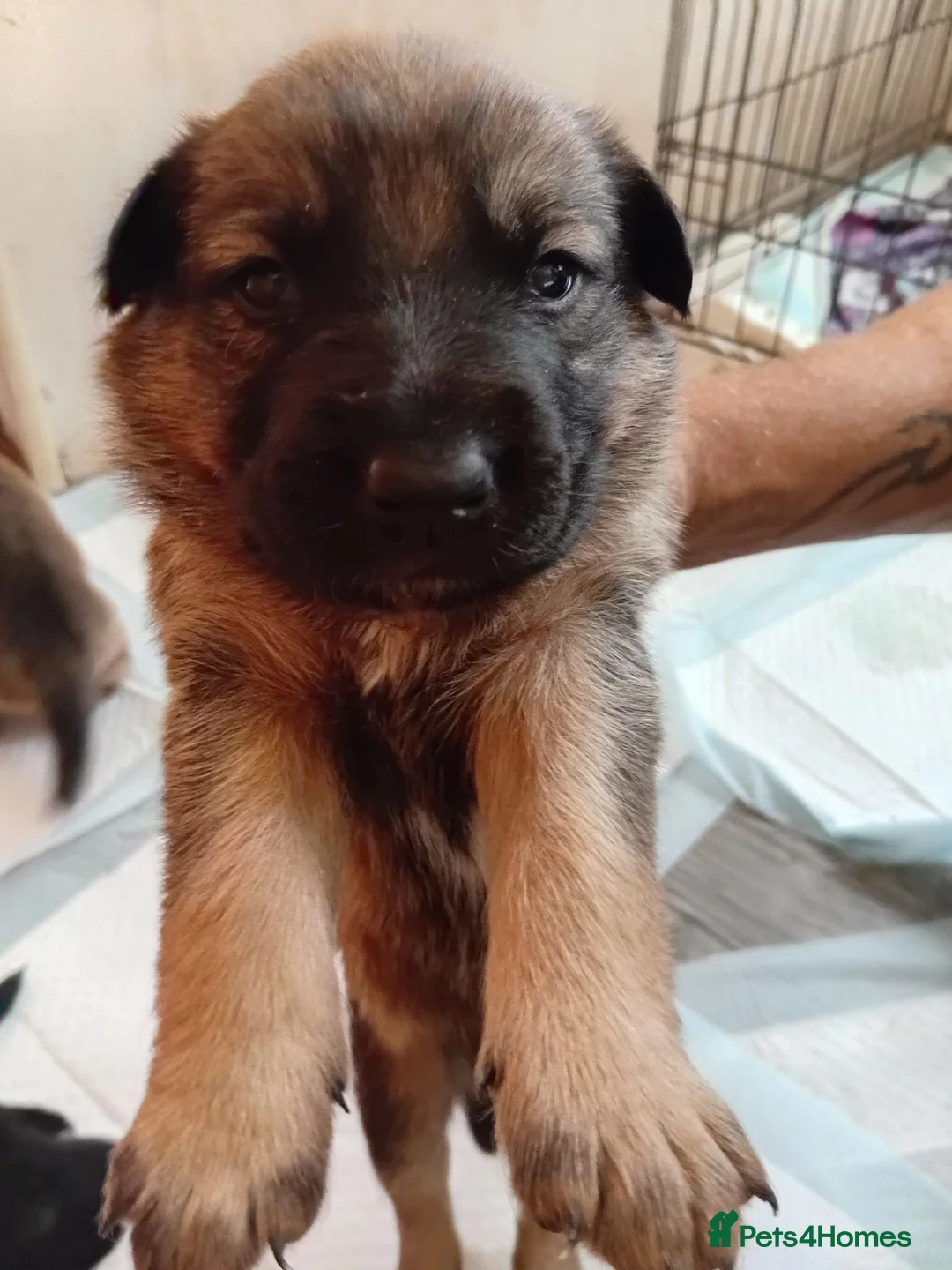 Mixed Breed dogs for sale: Malinios x collie - Advert 1