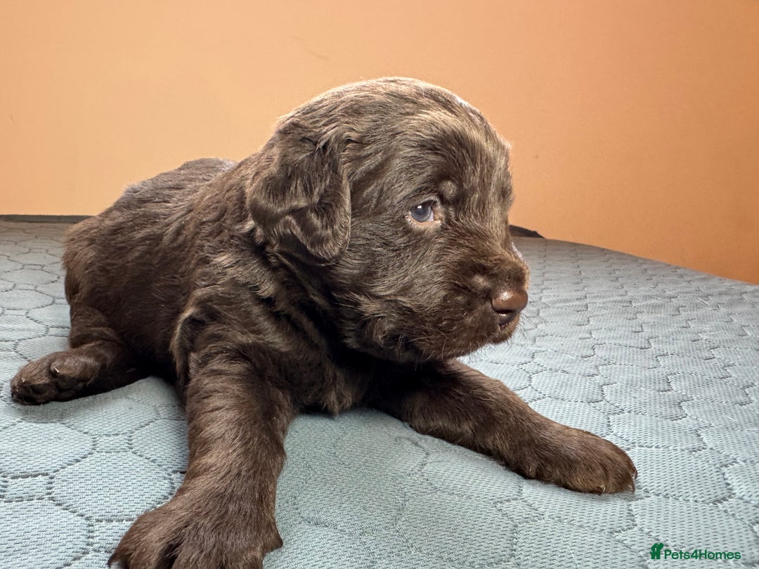Labradoodle dogs for sale: Chocolate & chocolate Merle Miniature Labradoodles - Advert 2