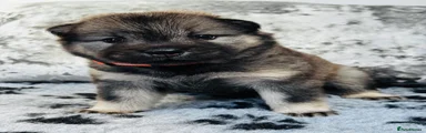 Eurasier 5