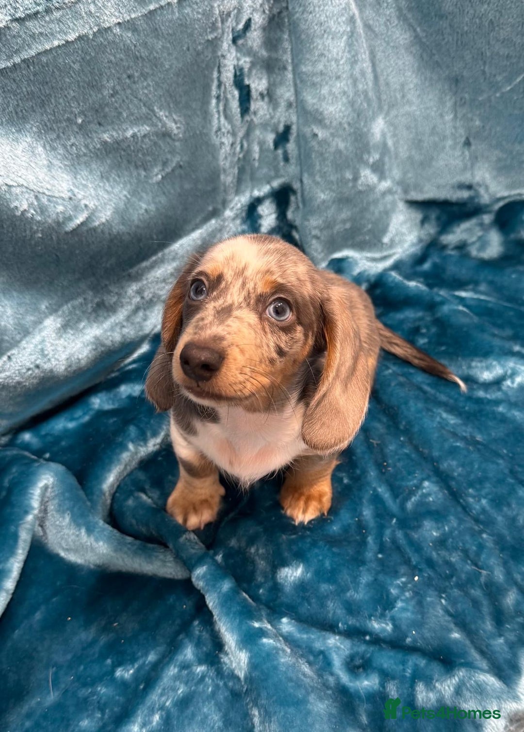 Miniature Dachshund dogs for sale: Miniature dachshunds - Advert 19