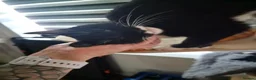 Domestic Shorthair cats for sale: Looking For Her Forever Indoor Home - Advert 3