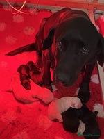 Goldador dogs Glorious and Galiant Goldador puppies for sale! - Advert 3