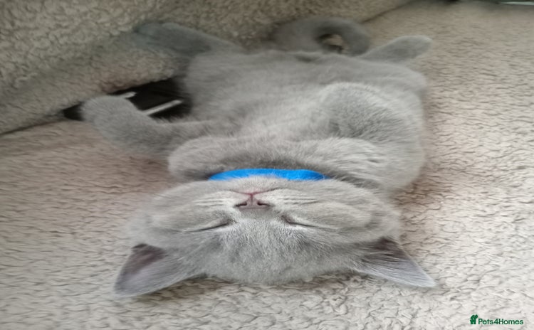British Shorthair cats in Gloucester - Advert 2
