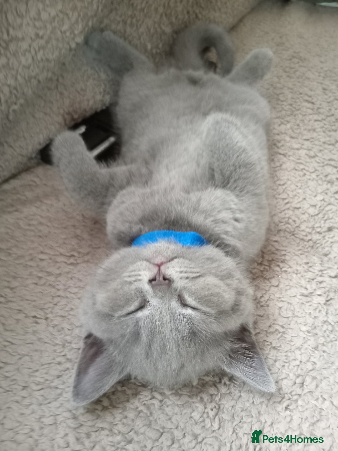 British Shorthair cats for sale: BRITISH SHORT HAIR KITTENS  in Gloucester - Image 1