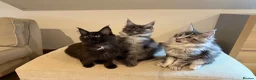 Maine Coon cats for sale: TICCA Registered MaineCoon Kittens (Pet Only)  - Advert 5