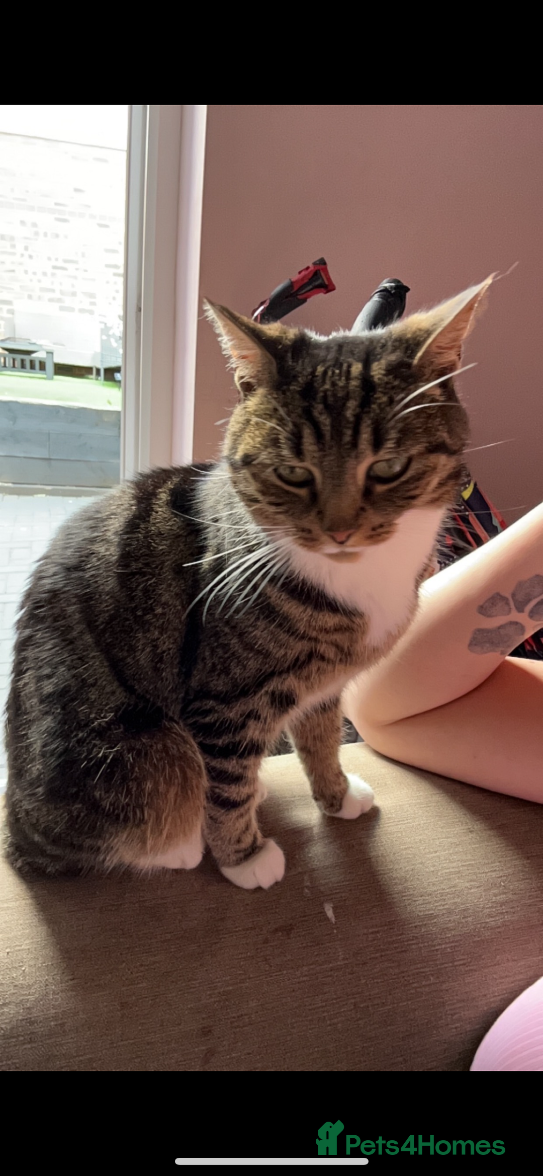 Mixed Breed cats for sale: Female cat to be rehomed  - Advert 3