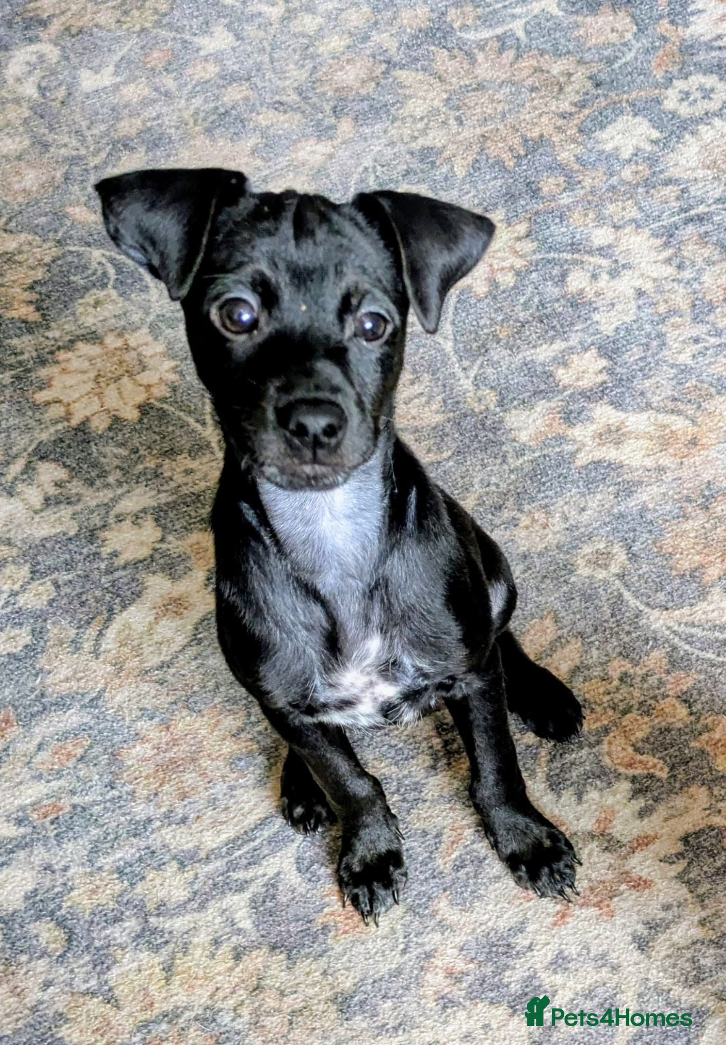 Mixed Breed dogs F1 jackain last boy - Advert 2