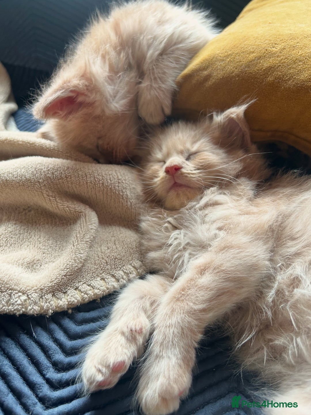 Maine Coon cats for sale: Beautiful big cream boys - Image 3
