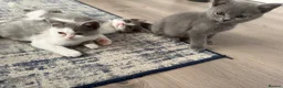British Shorthair cats for sale: BSH kittens  - Advert 6