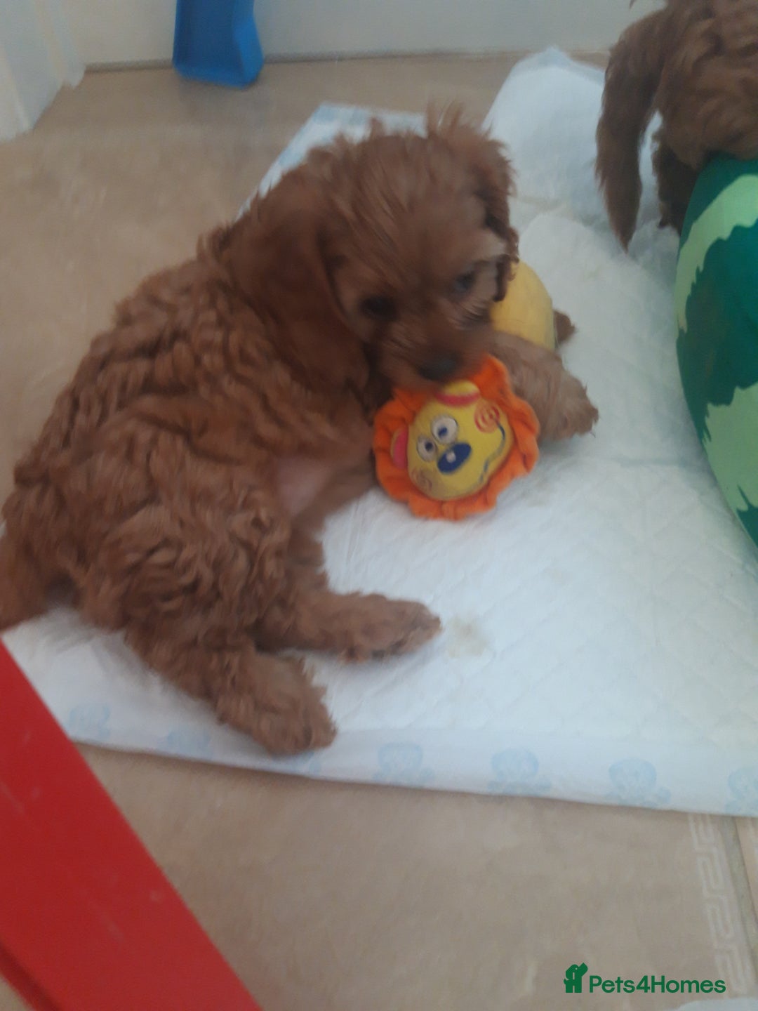 Cavapoo dogs for sale: Red cavapoo babies, both parent DNA tested - Image 20