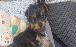 Yorkshire Terrier dogs for sale:  Yorkshire Terrier puppies from Licensed Breeder  - Advert 1