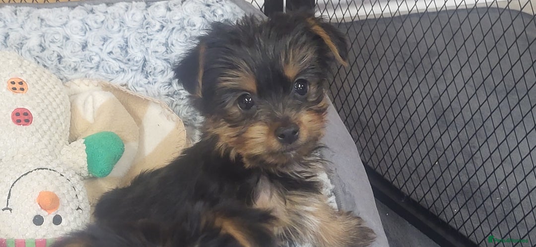 Yorkshire Terrier dogs for sale:  Yorkshire Terrier puppies from Licensed Breeder  - Advert 1