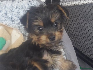 Yorkshire Terrier dogs Yorkshire Terrier puppies from Licensed Breeder - Advert 13