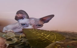 Sphynx cats for sale: Sphynx girl kitten for sale - Image 1