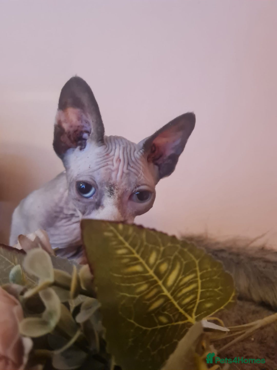 Sphynx cats for sale: Sphynx girl kitten for sale - Image 1