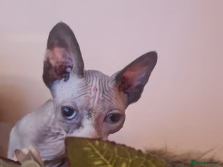 Sphynx cats for sale - Advert 1