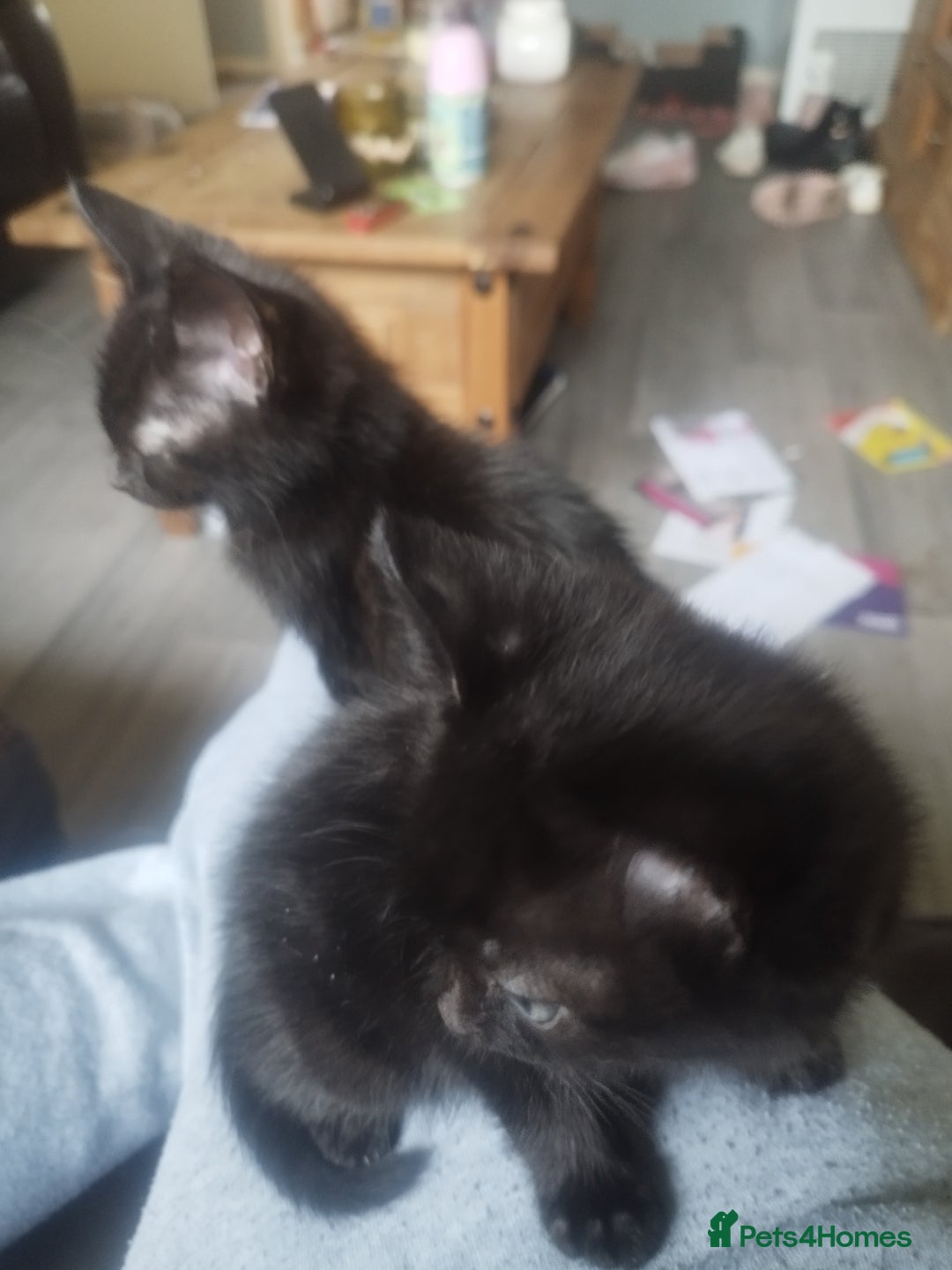 Mixed Breed cats for sale: Kittens  - Advert 3
