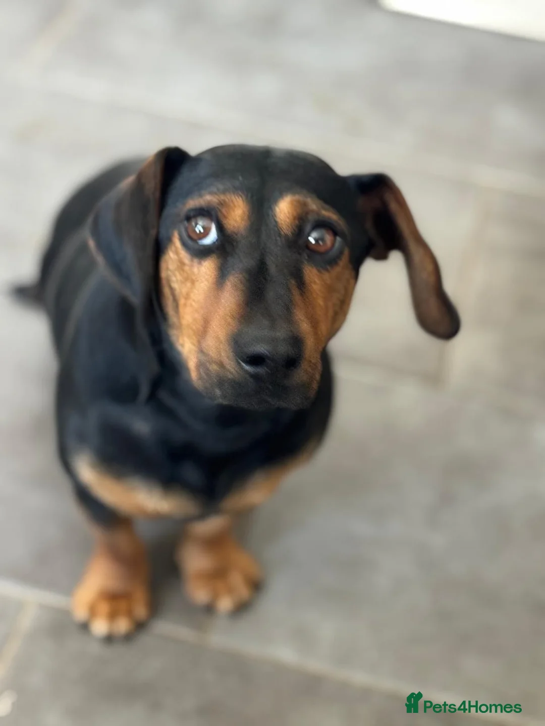 Mixed Breed dogs for adoption: SWEET Kitty Looking for LOVE - Advert 10