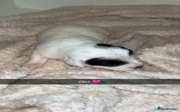 Mixed Breed dogs for sale: Beautiful cocker jack puppies  - Image 4