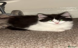 British Longhair cats for sale: 12 week old Kitten - Image 3