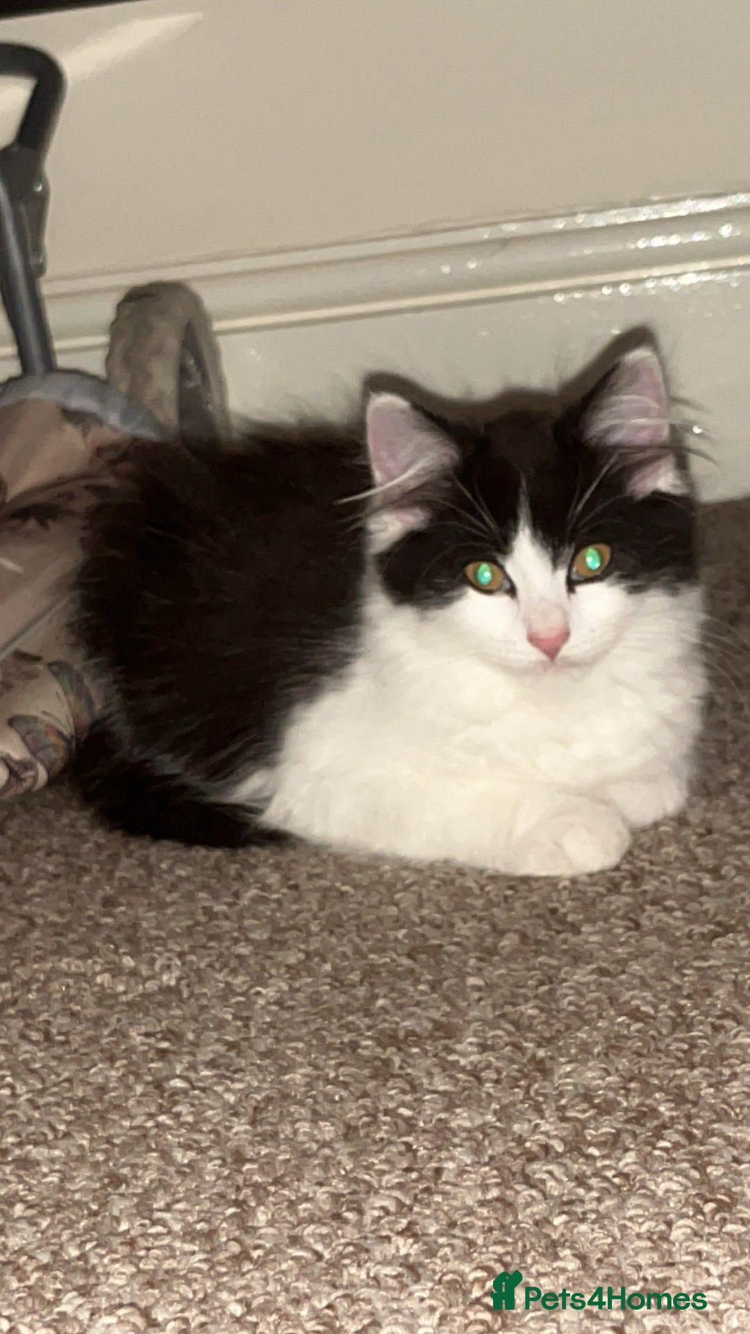 British Longhair cats for sale: 12 week old Kitten - Image 3