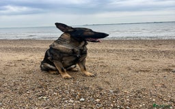German Shepherd dogs for stud: Czech 🇨🇿 line german shepherd straight back stud - Image 4
