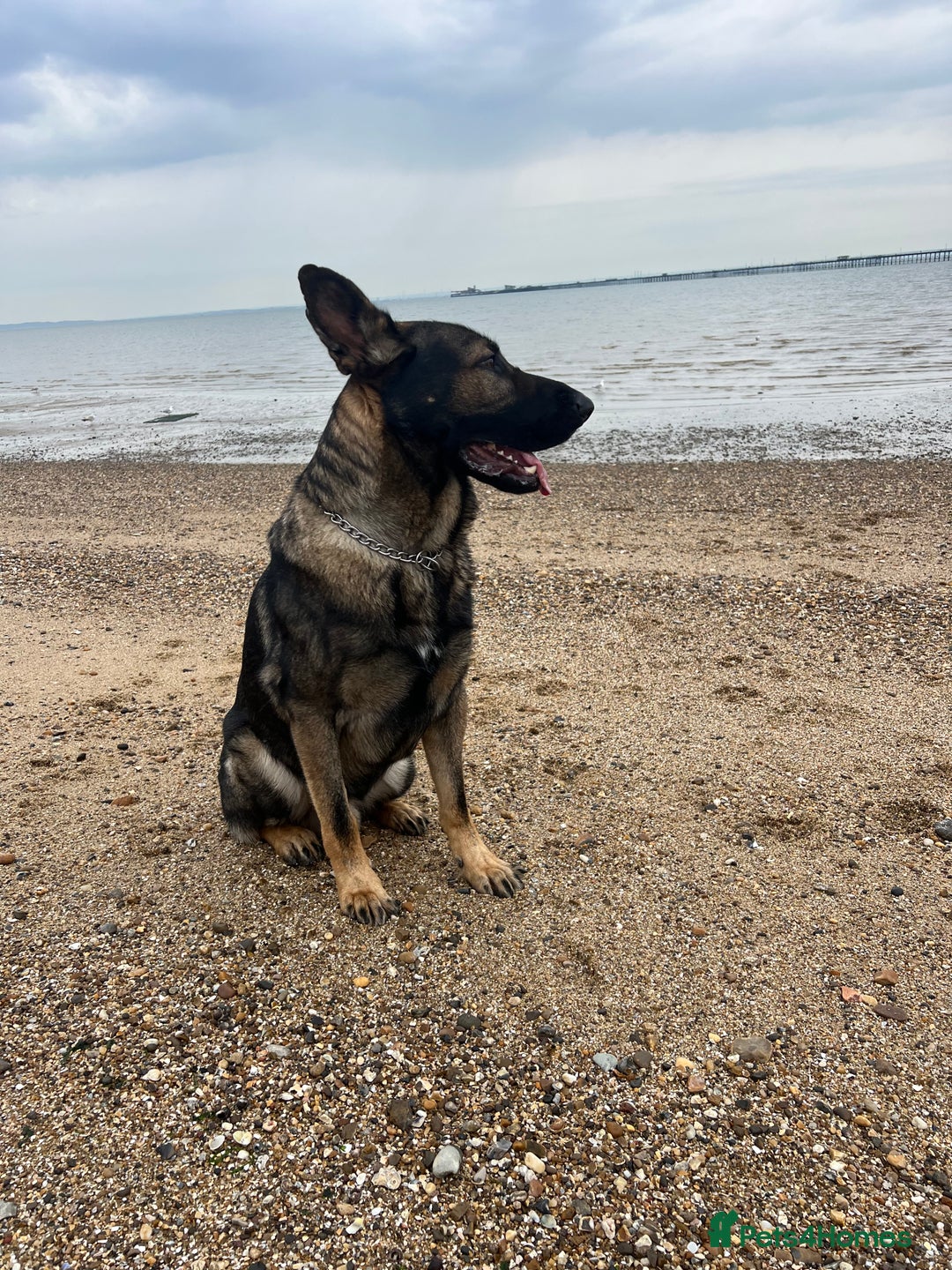German Shepherd dogs for stud: Czech 🇨🇿 line german shepherd straight back stud - Image 4