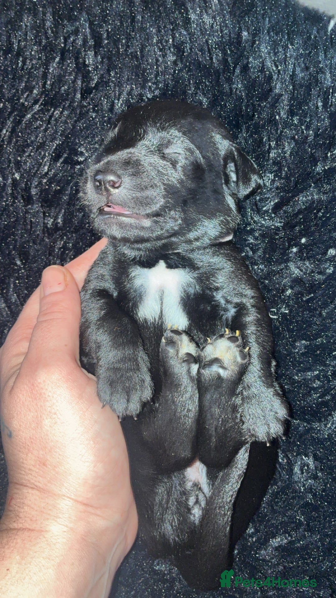 Labrador Retriever dogs for sale: STUNNING KC REGISTERED PEDIGREE LABRADOR PUPPIES - Advert 6