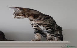 Savannah cats for sale: Full Pedigree TICA Reg Marbled Savannah Boy Kitten - Image 6