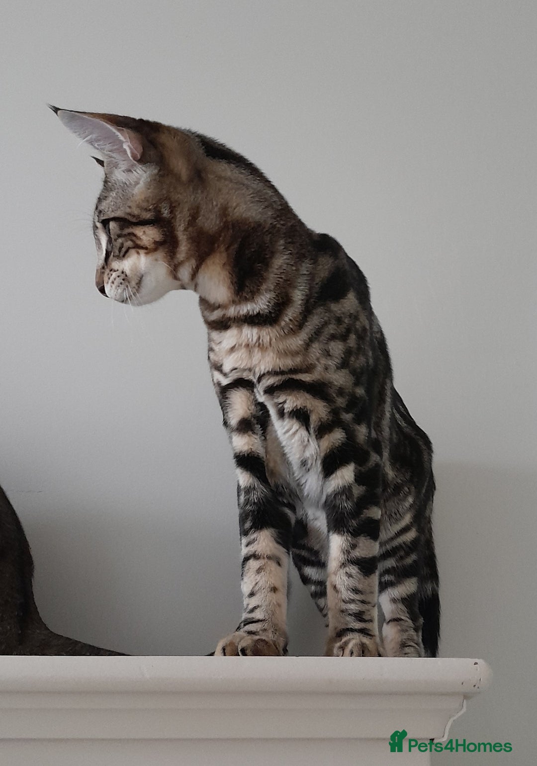 Savannah cats for sale: Full Pedigree TICA Reg Marbled Savannah Boy Kitten - Image 6