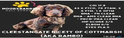 Cocker Spaniel dogs for sale: Working cocker spaniel pups  - Advert 24