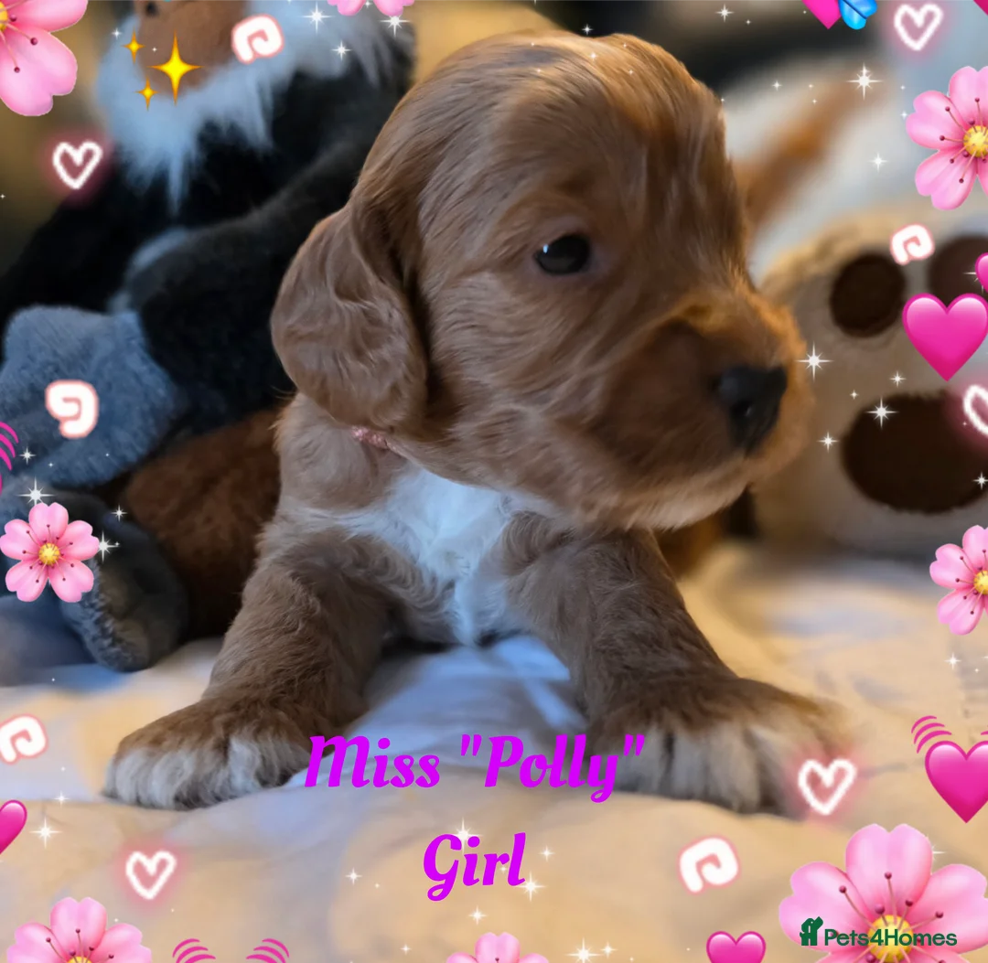 Cockapoo dogs for sale: Adorable Cockerpoo Teddy Bears - Advert 7