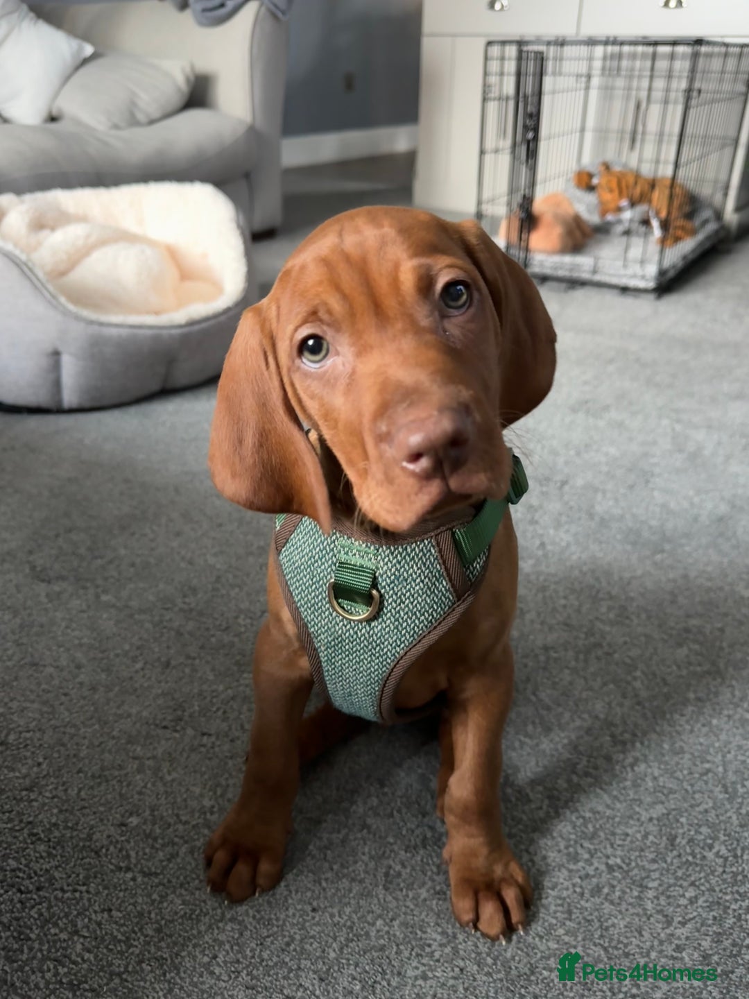 Hungarian Vizsla dogs for sale: 1 male KC registered Hungarian Vizla for sale  - Advert 6