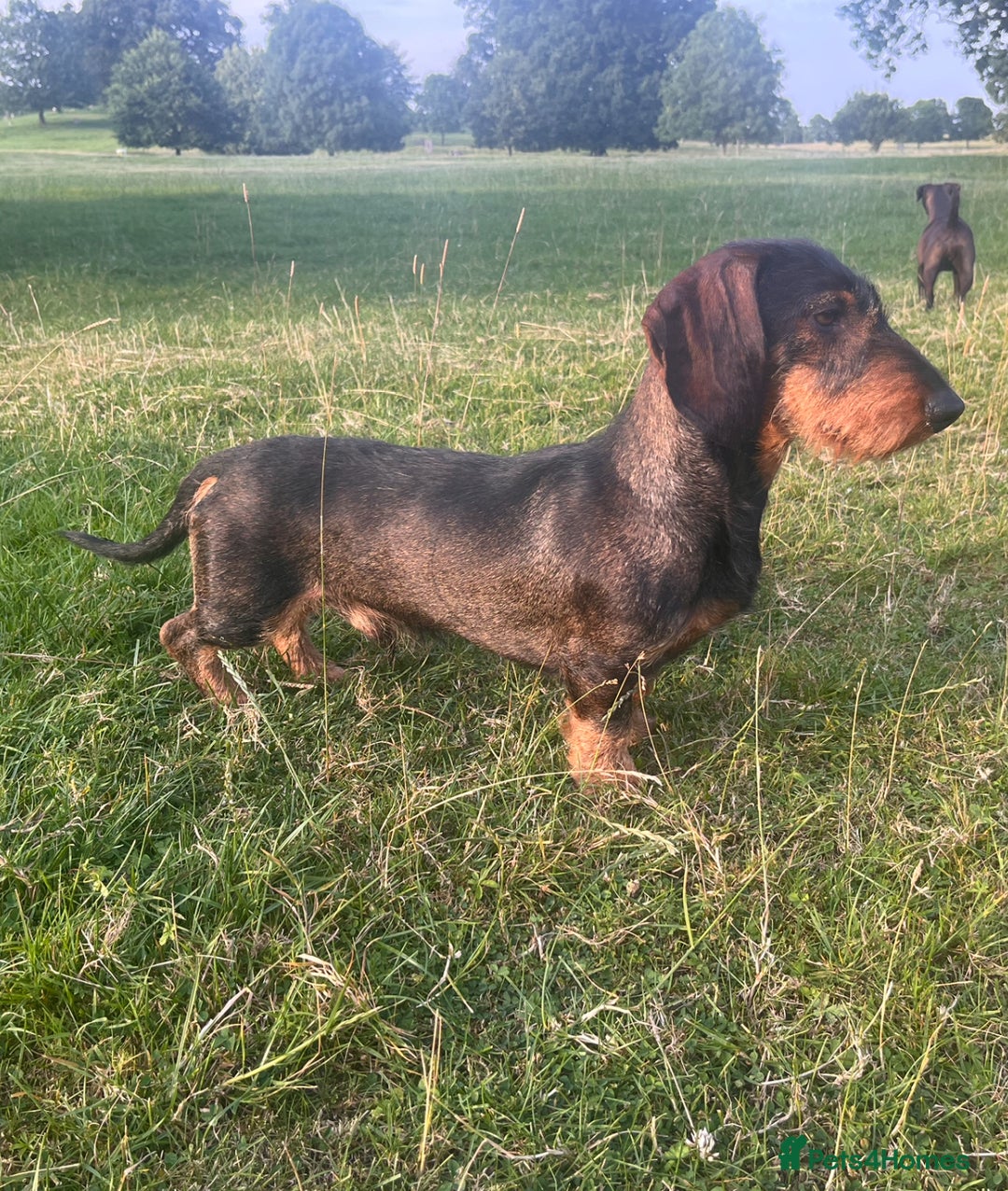 Dachshund dogs for sale: FULLY health tested KC wirehair dachshund (Teckel) - Image 8
