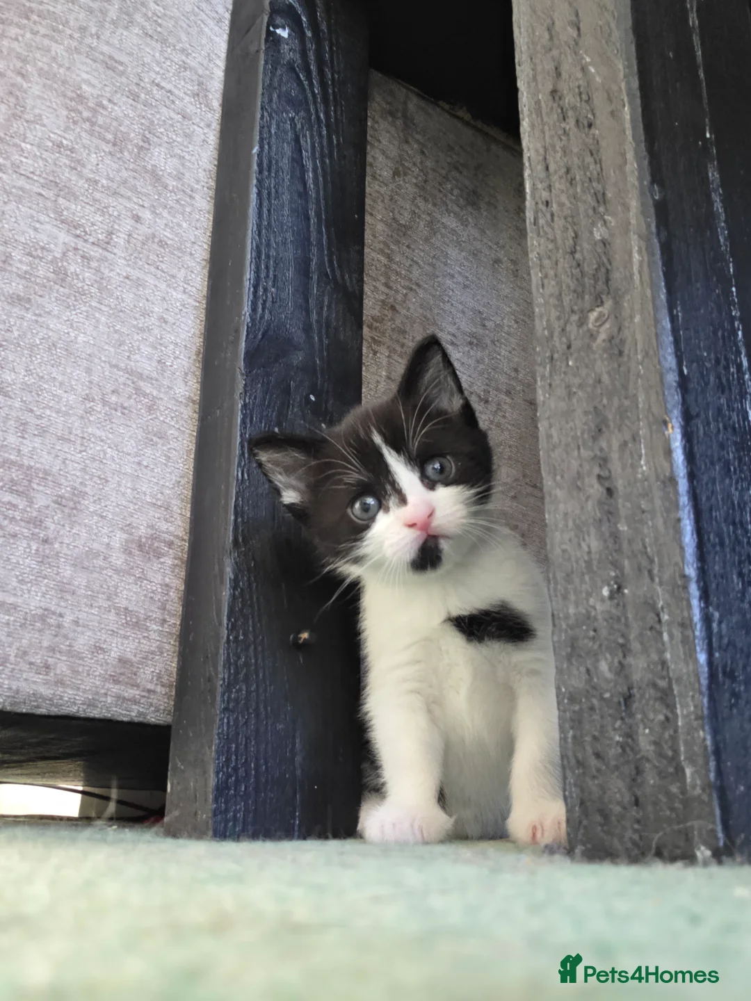 Mixed Breed cats for sale: 2 kittens - Advert 7