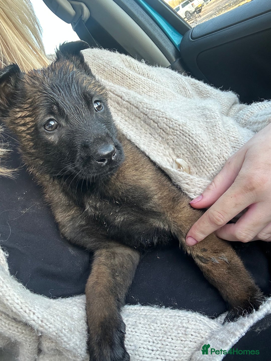 Mixed Breed dogs for sale: Dutch Herder Puppies  - Advert 36