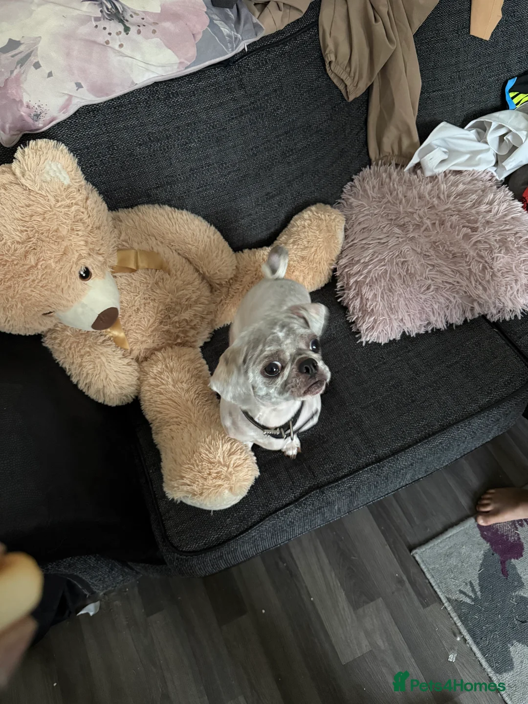 Shih Tzu dogs for sale: Shih Tzu for adoption - Advert 3